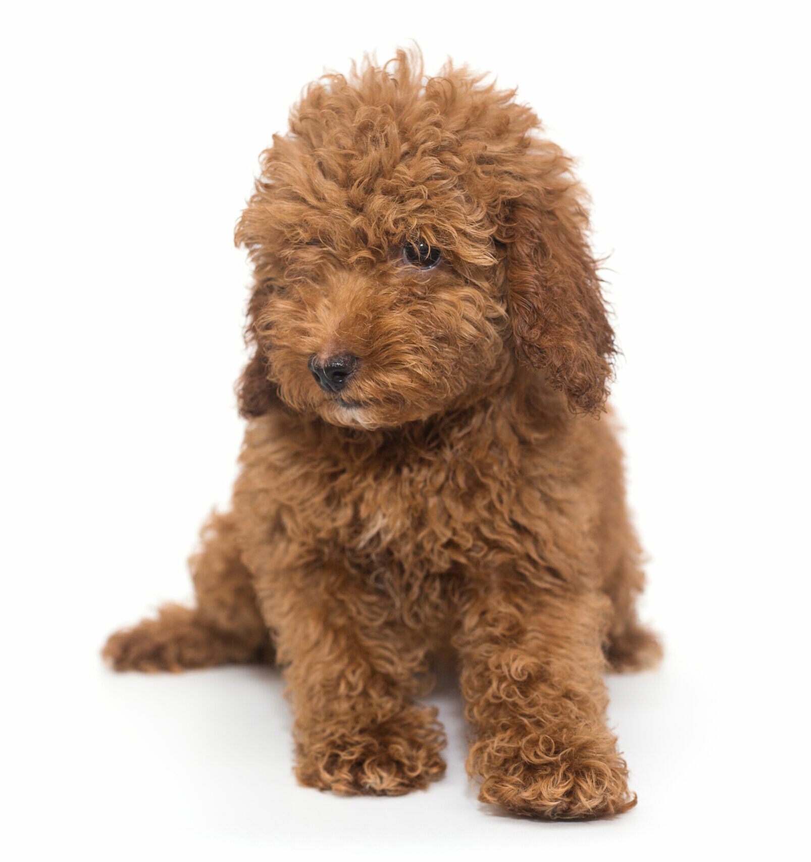 toy poodle to adopt near me